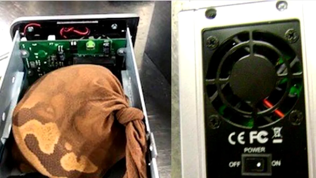 O femeie a încercat să treacă de punctul de control de pe un aeroport cu un hard disk în care avea un piton
