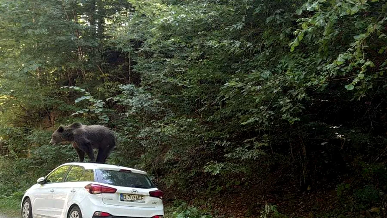 Un urs a fost fotografiat cocoţat pe o maşină, pe Valea lui Stan. Jandarmii au alungat animalul FOTO