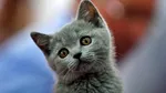 Genetica mieunatului. Cercetătorii au descifrat o parte din „limbajul” pisicilor