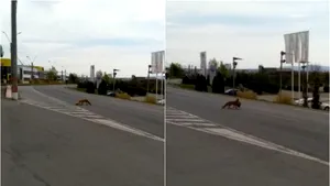 VIDEO: „Infracţiunile” la care poliţiştii români închid ochii. Vulpe filmată după ce fură o găină şi trece strada, în Baia Mare