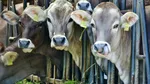 Focar de boala limbii albastre în România / Un nou serotip al virusului, confirmat într-o fermă din Mehedinți