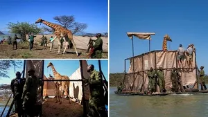 Două girafe pe cale de dispariţie, salvate de la înec. Noelle şi mama ei, Ngarikoni, erau blocate pe o insulă din Kenya 