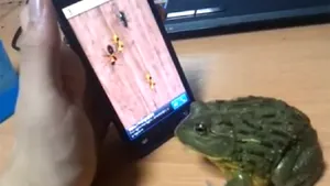 AMUZANT: Ce crezi că încearcă să facă o broscuţă cu un smartphone? - VIDEO