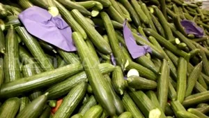 Tabără: Cultivatorii de castraveţi din România vor fi despăgubiţi în cel mult o lună