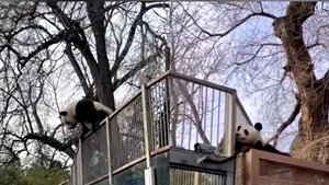 „Prison Break”. Un urs panda a fugit de la Zoo, sub privirile vizitatorilor VIDEO