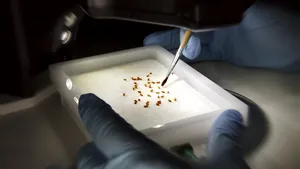 Insecte mici care au un impact uriaş pentru ştiinţă. La ce ajută muştele fructelor