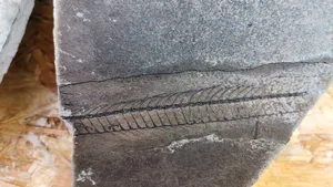 Descoperire unică în România: Rămășițele unei păduri pietrificate identificate în Parcul Natural Putna Vrancea