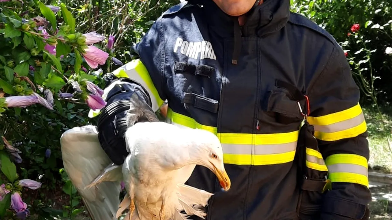 Pui de pescăruş blocat într-un jgheab de scurgere a apei, salvat de pompieri, în Piteşti