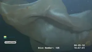 O creatură MISTERIOASĂ, filmată la mare adâncime? Nimeni nu poate spune exact ce este - FOTO, VIDEO