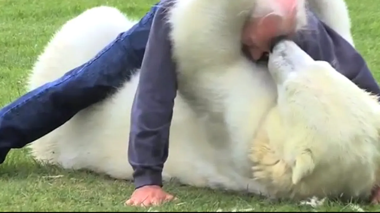 Un urs polar şi un om: Ce se întâmplă mai departe? Imaginile la care NU TE AŞTEPŢI - VIDEO