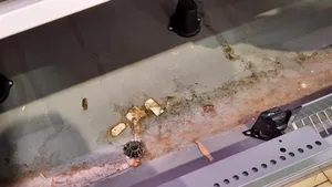 FOTO/VIDEO Nereguli în magazinele Lidl. Autoritatea Naţională pentru Protecţia Consumatorilor a luat măsuri