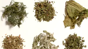 Romania’s PM Urges Health Min To Ban Psychedelic Plant Consumption, Regardless Of EC Approval