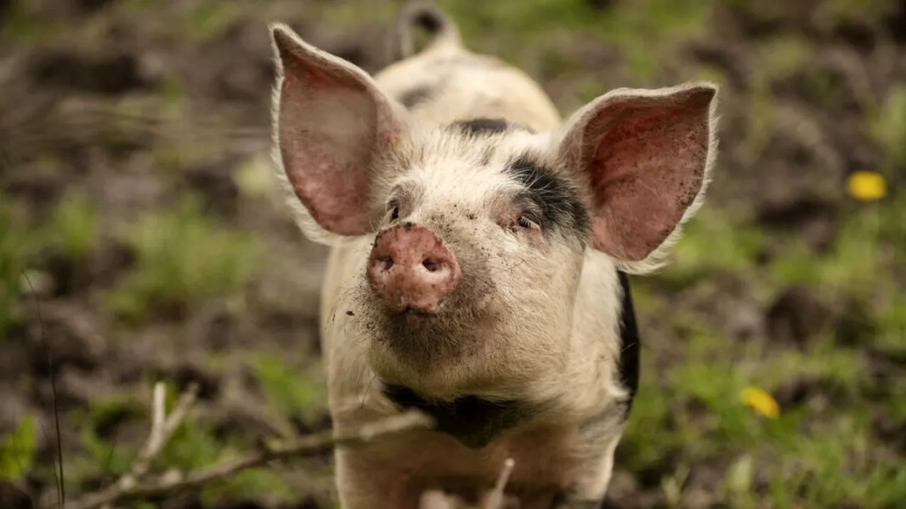 Porc suspendat în aer de o dronă, sat fără curent 10 ore. Aventura nefericită a unui fermier