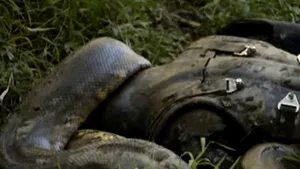 Înghiţit de viu de un anaconda: Paul Rosolie nu a mers până la capăt în emisiunea 