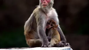 Maimuţele, la fel de talentate pentru calculul mintal ca şi oamenii