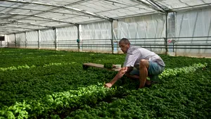 Agricultorii italieni, apel disperat către România. Vor întoarcerea urgentă a muncitorilor români