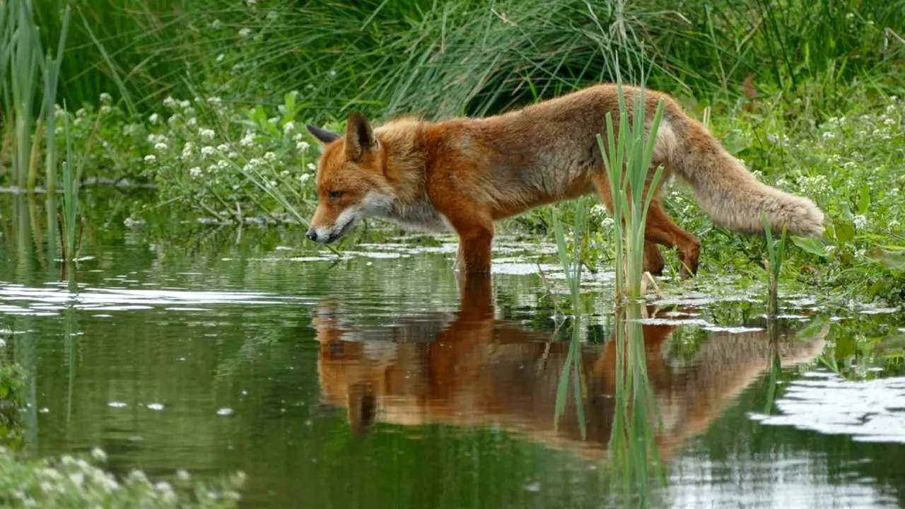 O fetiță a fost mușcată de o vulpe într-o zonă strict protejată din Parcul Natural Apuseni