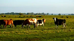 ANSVSA: Nu s-a confirmat niciun caz de antrax la bovine în județul Botoșani