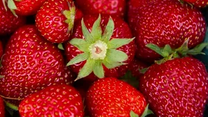 Cum înlătură căpşunile efectele negative ale consumului de alcool