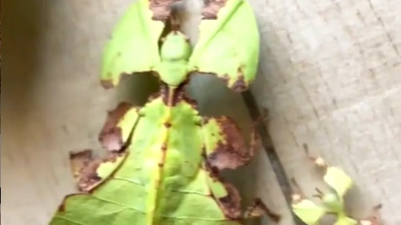 Frunză sau insectă? Clipul video vesel, viral pe Instagram
