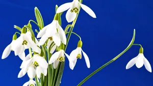 Cum va fi VREMEA până pe 15 martie. Prognoza meteo pentru fiecare regiune a ţării