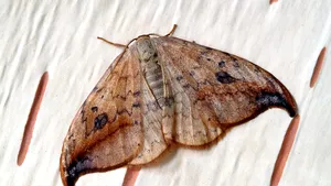 Vrei să scapi de molii? O simplă schimbare a becurilor te poate scăpa de aceste insecte