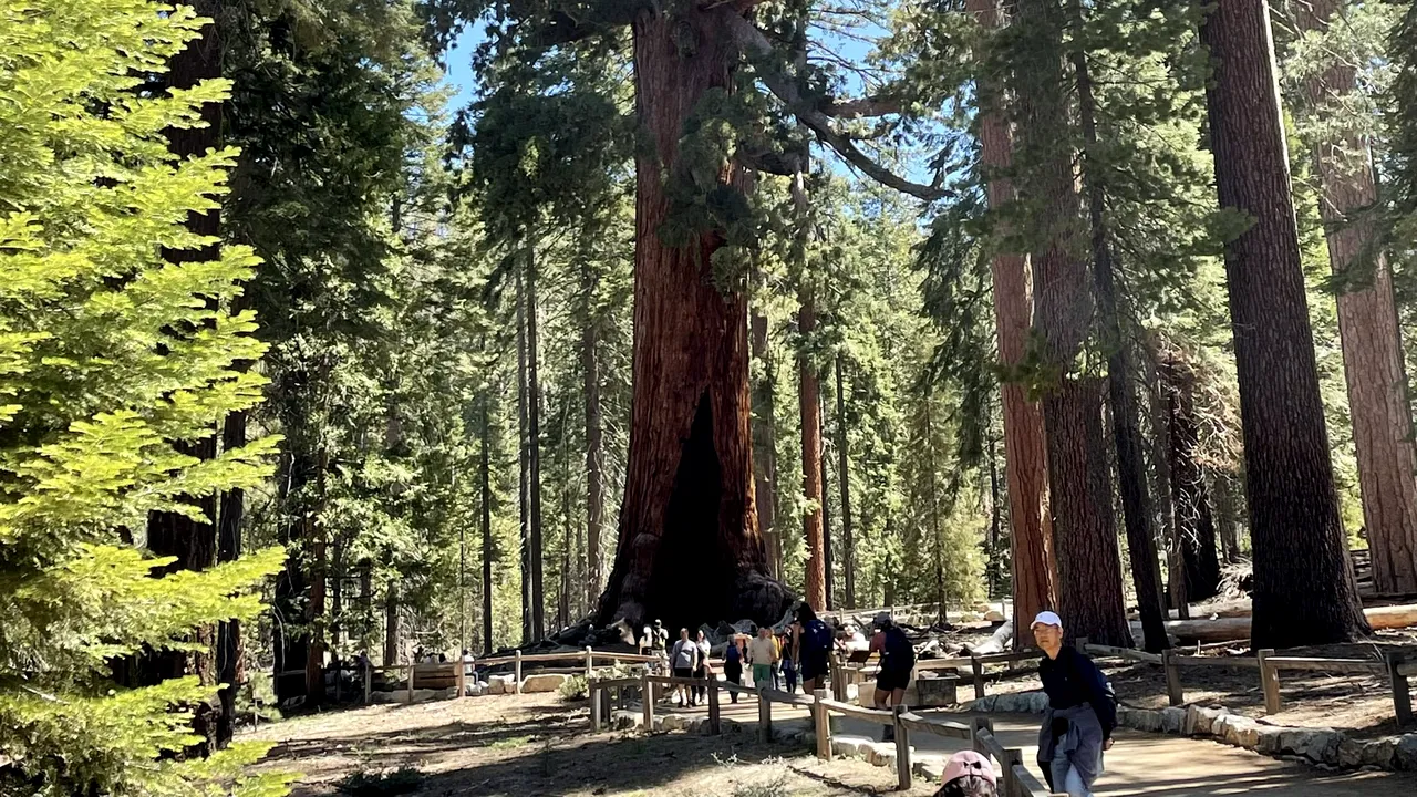 Incendiul din California ameninţă cei mai mari copaci din lume. Faimosul Grizzly Giant, un sequoia gigant despre care se crede că are aproximativ 3.000 de ani, este în pericol