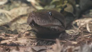 Premieră mondială la o grădină zoologică. Un șarpe a fost tratat de cancer ca un pacient uman