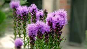 Ce beneficii oferă armurariul şi ce nutrienţi conţine?