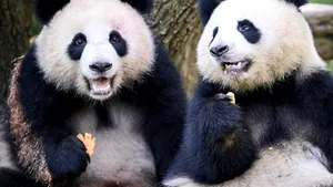 China trimite alți doi urși panda uriași în Statele Unite, într-o nouă manifestare a „diplomației panda”