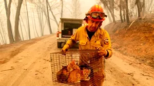 Cel puţin 79 de morţi, peste 1.200 de persoane dispărute, după incendiile de vegetaţie din California