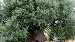 Povestea impresionantă a Gigantului din Corato: măslinul milenar din Puglia care a dat naștere unui ulei celebru