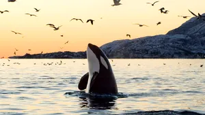 Discovery va lansa un canal 3D în prima parte a anului 2011