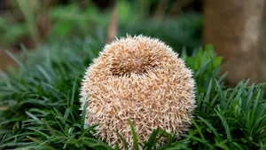 Animalul discret care îți curăță grădina de dăunători noaptea - și de ce ar trebui să-l protejezi