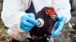China blochează importurile de carne de pui din Brazilia, după confirmarea primului focar de gripă aviară la o fermă
