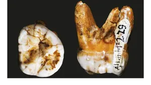 A fost descoperită o nouă specie de oameni, înrudită cu Neanderthalienii