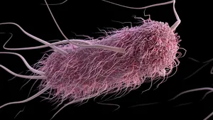 Prin toxina pe care o eliberează la copiii mai mici de zece ani, E. coli e responsabilă pentru cancerele de colon timpurii
