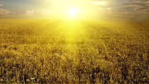 METEO. Vară în toată regula, la început de săptămână