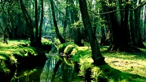 Copacii pot fi terapie. Pinul calmează sistemul nervos, iar stejarul protejează sistemul respirator