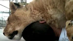 Animal sălbatic sau nu? Cum doarme o leoaică peste dresorul său - VIDEO