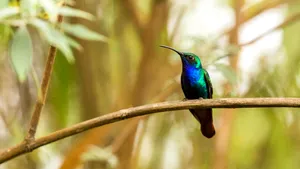 O pasăre colibri rară, văzută ultima dată în 2010, a fost redescoperită în Columbia