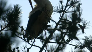 STUDIU: Europa a pierdut 421 de milioane de păsări sălbatice în ultimii 30 de ani