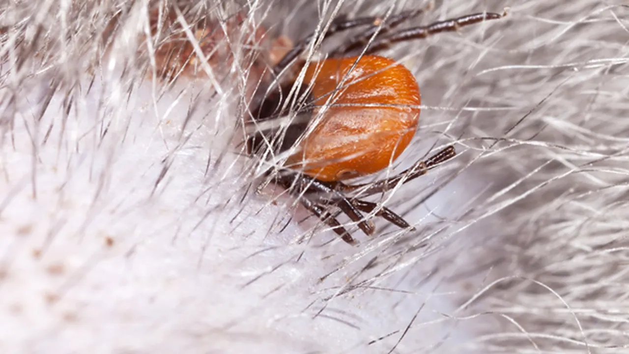 DSP Sibiu lansează alerta epidemiologică pentru boala Lyme