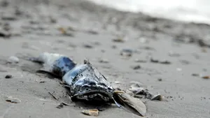 Pata de petrol din largul Noii Zeelande a ajuns pe litoral