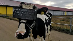 Şi vacilor le plac gadgeturile. Experimentul inedit prin care o fermă din Rusia a crescut producţia de lapte