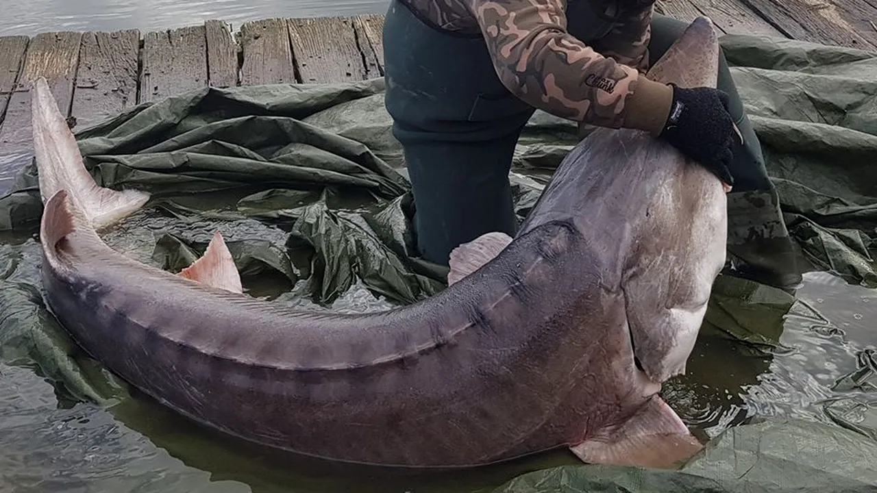 Povestea dramatică a unui sturion care „s-a lăsat” salvat: Plastic şi rafie, în gura peştelui | FOTO
