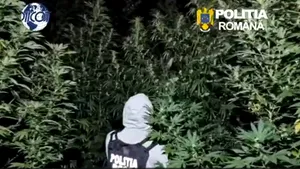 Cultură de canabis cu plante de până la 4 metri înălțime într-o pădure din Dâmbovița. Doi bărbați, arestați