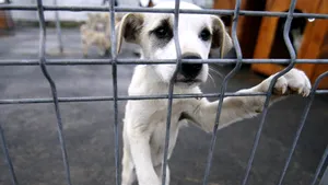 Primarul Craiovei vrea să eutanasieze câinii comunitari
