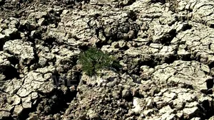 Perdele forestiere în Lunca Dunării împotriva deşertificării