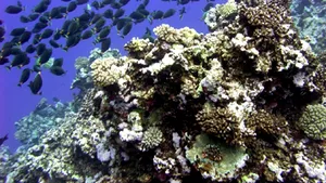 Încălzirea globală ucide viaţa din oceane